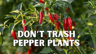 How to Make Your Pepper Plants Last for YEARS [upl. by Jeremy]