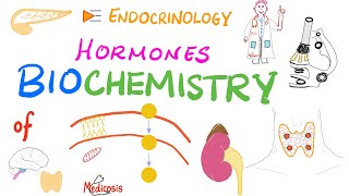 Hormone Biochemistry Genomic vs Nongenomic Actions [upl. by Arraes277]