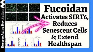 Fucoidan Activates SIRT6 Reduces Senescent Cells amp Extend Healthspan [upl. by Evatsug]