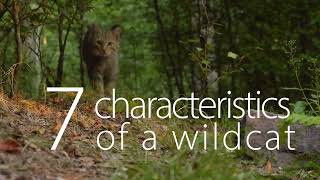 How to recognize a European Wildcat Felis silvestris  7 Characteristics [upl. by Schwing948]