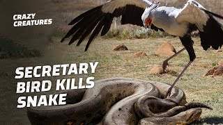 Secretary Bird Stomps Snake to Death [upl. by Sirroned97]