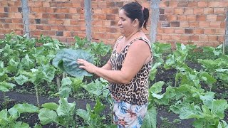 LINDA COLHEITA DE VERDURAS EM MINHA HORTA  Hortaliças Azeredo [upl. by Navy]