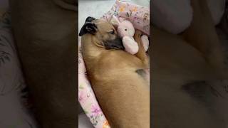 This adopted dog loves her stuffed animal ❤️ [upl. by Everrs462]