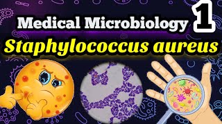 Staphylococcus aureus شرح بالعربي ميكروبيولوجي البكتيريا المسببه لالتهابات البروستاتا وحبوب الوجه [upl. by Meggs410]