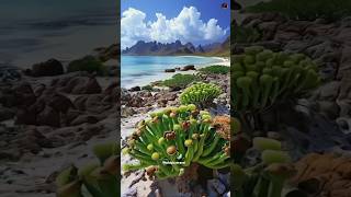 Socotra island 🏝 is very defrant other islands 🏝 socotraisland indianocean yaman seaisland [upl. by Haney]