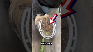 Extremelt satisfying horseshoe cleaning 😱 shorts oddlysatisfying [upl. by Norbert272]