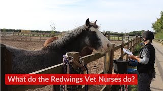 What do the Redwings Vet Nurses do [upl. by Stoddard]