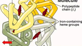 Hematology  Physiology  Part 1 [upl. by Sibilla]