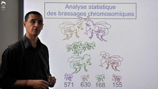 Brassage intra et interchromosomiques [upl. by Alexi]