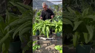 Potted canola canola rurallife vegetables garden gardening gardeningtips vegetables [upl. by Humbert]