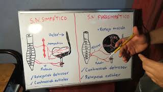 Fisiología de la micción [upl. by Adina]