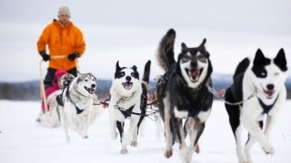 Pasi the Husky Farm Owner in Lapland  FINLAND [upl. by Ormand]