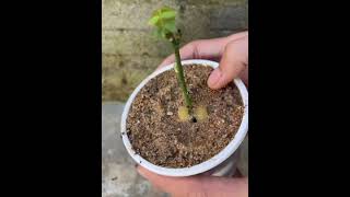 How to propagate rose branches with potatoes shortsvideo rose [upl. by Entwistle341]