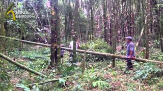 Guadua Bamboo Harvest and Treatment Process [upl. by Ezmeralda989]