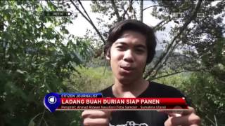 Ladang Buah Durian Siap Panen  NET 10 [upl. by Atirac]