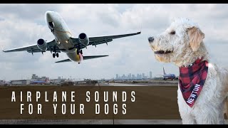 Airplane Sound Dog Desensitization Sound Noise for Puppy Dog Socialization [upl. by Dolphin]