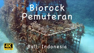 Diving the Biorock Pemuteran Bali [upl. by Adams]