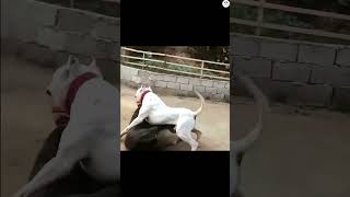 Cane corso vs Dogo Argentino 😱 dog viral doglover youtubeshort new horse shorts trending [upl. by Nnylyram]