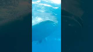 Whale Shark  Butanding  Cebu Whale Watching [upl. by Annaeed]