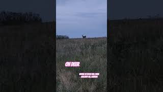 Deer Bike riding in nose hill park  Calgary Alberta Canada 🇨🇦 [upl. by Saoj87]