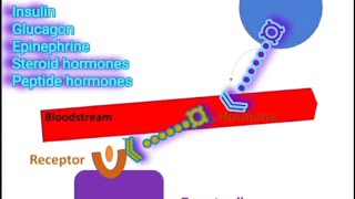 Receptors amp Signal Transduction A Summary Metabolism Made Easy [upl. by Hung414]