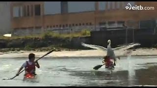 Un cisne que ataca a personas en el río Bidasoa [upl. by Aihcropal]