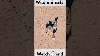 Wild animalsdrone shortswildlife shorts wildlife [upl. by Anaujahs]