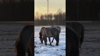 Дикие трабанты в Беларуси Wild trabants in Belarus Дикий конь Wild horse Тарпан Tarpan [upl. by Eelyab]