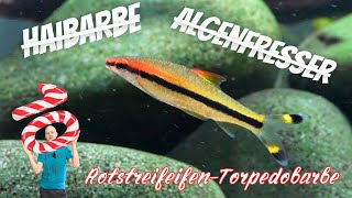 Der Fisch der 1000 Namen  Rotstreifen Torpedobarbe  Sahyadria denisonii  Türchen 10 [upl. by Furlong108]