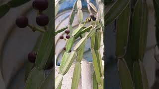 பிரண்டை பழம் பார்த்திருக்கீங்களா  Prantai fruits are seeds do you see minivlog viralshort [upl. by Auqinimod]