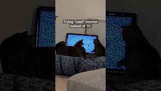 How cats watch cat TV safely Old monitors tend to be more robust and less expensive catwatch [upl. by Erlond]