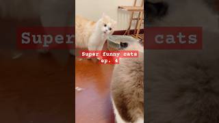 SUPER FUNNY CATS EPISODE 4 shorts [upl. by Broddy]