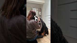 Bernese Mountain Dog needs a hug shorts [upl. by Nichol]