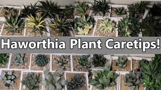 HOW TO CARE HAWORTHIA PLANT  Local And Imported [upl. by Guillermo]