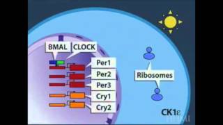 Circadian Rhythms in Mammals [upl. by Ferullo]