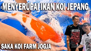 BARU BREEDING HASILNYA BIKIN NGILER  BURUAN DAPATKAN IKAN KOI TERBAIK DARI SAKA KOI JOGJA [upl. by Fridlund]