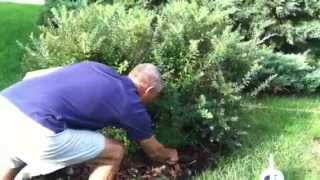 Fertilize Snowmound Spirea Shrub  Episode 1 howtofertilize [upl. by Bergeron751]