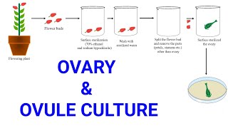 Ovary and Ovule or Megaspore culture  Production of female haploid plants  Gynogenesis [upl. by Atilrep]