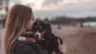 Meet Miles  my Border Collie Bernese Mountain Dog Mix Bordernese Puppy [upl. by Arri686]