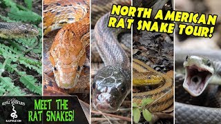 MEET THE RAT SNAKES [upl. by Chiaki939]