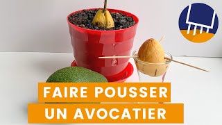 Faire pousser un avocatier à partir dun noyau davocat [upl. by Yager928]