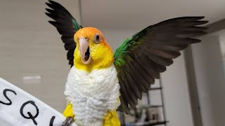 White Bellied Caique Parrot Funny Videos  Parrot Talking  Parrot Videos  Funny Videos [upl. by Soni248]