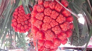 Strange fruits look like pine apple at Otres Beach Cambodia [upl. by Walden396]