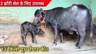 2 झोटियां सेल के लिए। 13 किलो दूध तैयार 1 लाख में Sunil Bhai Sangatpura Jind [upl. by Anailuig]