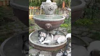 Husky Stays Cool in Flowing Fountain  ViralHog [upl. by Nednil95]