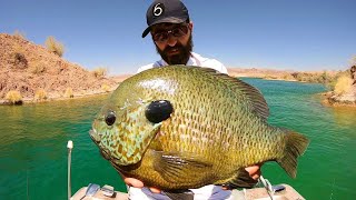 I CAUGHT the BLUEGILL OF MY DREAMS EPIC [upl. by Cohin]