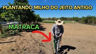 PLANTANDO MILHO COM MATRACA  PLANTADEIRA MANUAL [upl. by Ennadroj]