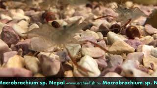 Macrobrachium sp Nepal [upl. by Ogg]