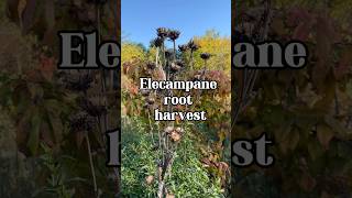 Elecampane is a must have for temperate gardeners Plant it now herbalmedicine herbgarden [upl. by Ojimmas]