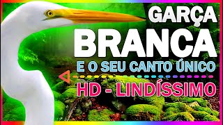 GARÃ‡A BRANCA  LINDÃSSIMA E O SEU CANTO DESCONHECIDO  LINDO DEMAIS CANTO DA GARÃ‡A  HD [upl. by Enehpets]